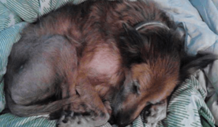 Ninguém queria um cão de abrigo de 16 anos moribundo