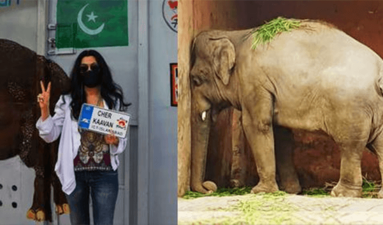 Por que a cantora norte-americana Cher libertou o elefante Kavaan do zoológico do Paquistão