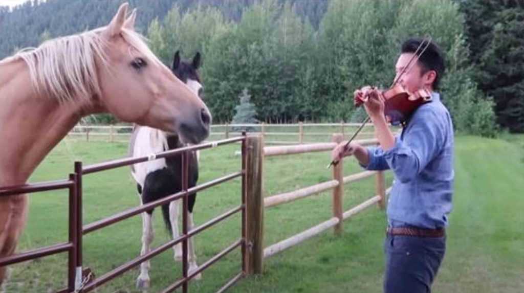 Homem tocando violino é acompanhado por 2 cavalos que “dançam” sua serenata musical