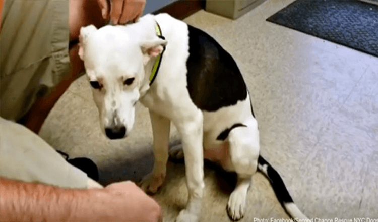 Filhote de cachorro adotado voltou ao abrigo uma semana depois