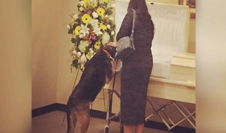 Funerária permite visita de cachorro para que ela possa dizer um último adeus