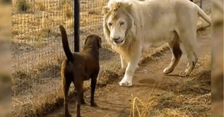 Labrador fica cara a cara com um enorme leão branco, mas o leão agarra sua perna