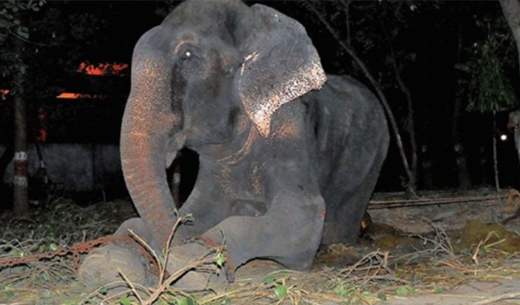 Elefante Raju chora após ser resgatado de 50 anos de sofrimento acorrentado