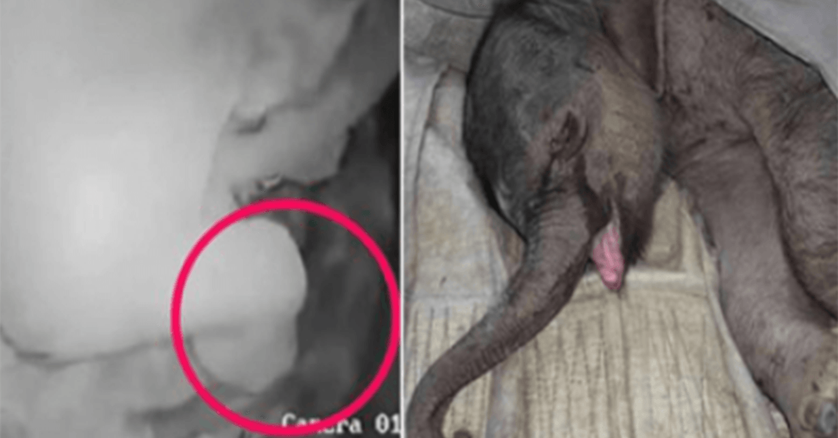 Um bebê elefante recém-nascido é atacado por sua mãe e é rejeitado; Chora Por Cinco Horas