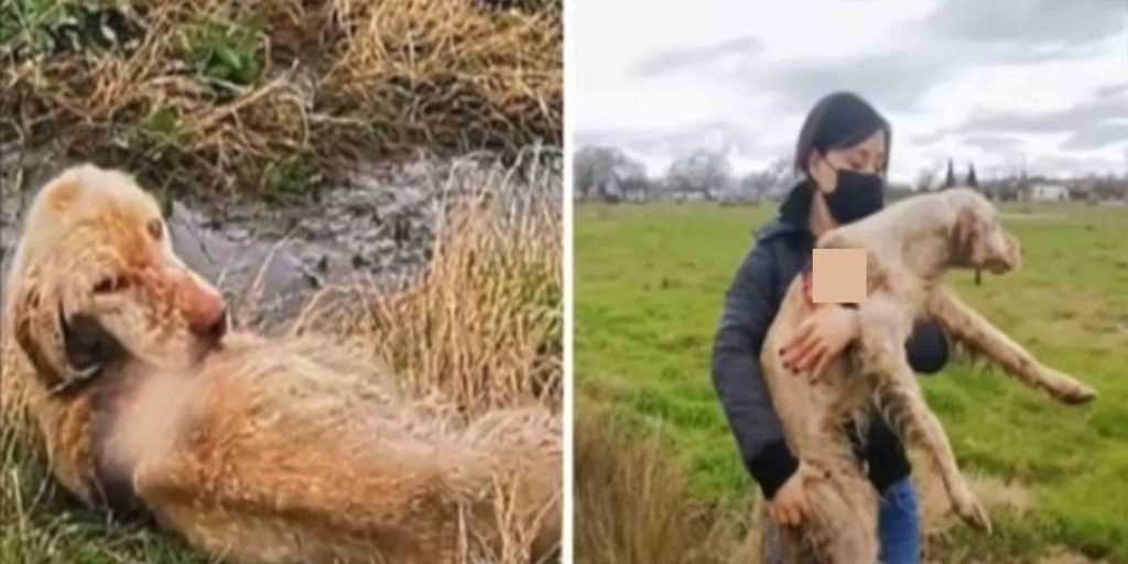 Equipes de resgate encontram cadela de caça abandonada apodrecendo viva no campo e decidem salvá-la