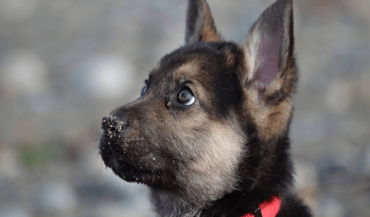 WA Rescue cria lista de desejos para cachorro moribundo, cuja memória vive