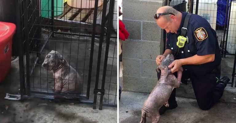 Um pequeno filhote de Pitbull deprimido em um abrigo encontra a felicidade depois de ser adotado pelo bombeiro que o salvou