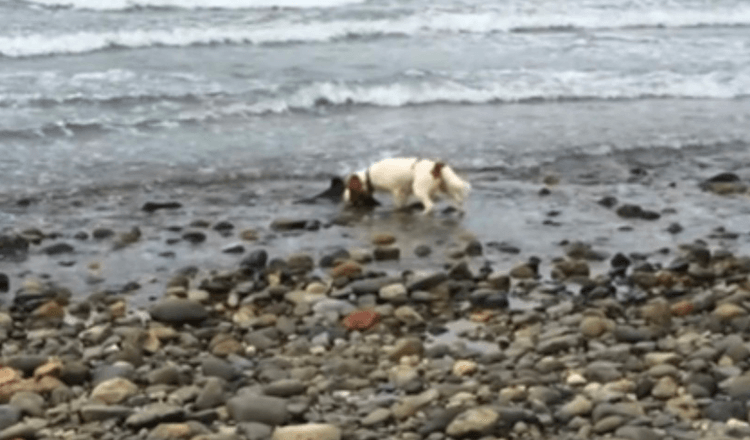 Cachorro faz descoberta perto da beira do oceano e se recusa a ceder até que o dono ajude