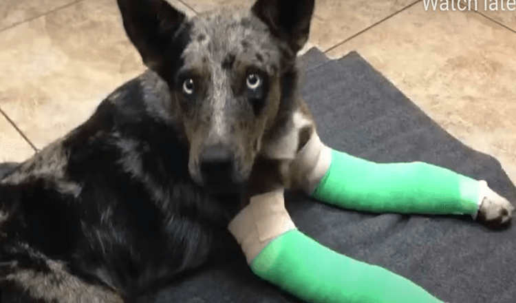 Cachorro com duas pernas quebradas cambaleia até a estação remota da guarda florestal em busca de ajuda