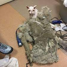 Gato negligenciado recebe a reforma depois de ser libertado de 5 quilos de pêlo emaranhado