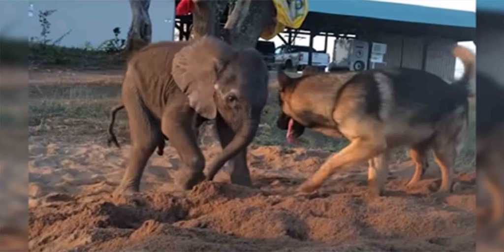 Elefante bebê abandonado é expulso do rebanho por causa de uma doença e encontra cachorro que muda tudo