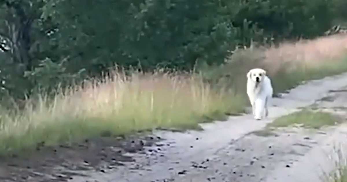 Eles estão perdendo a esperança de encontrar seu animal de estimação quando um grande cachorro branco aparece na estrada