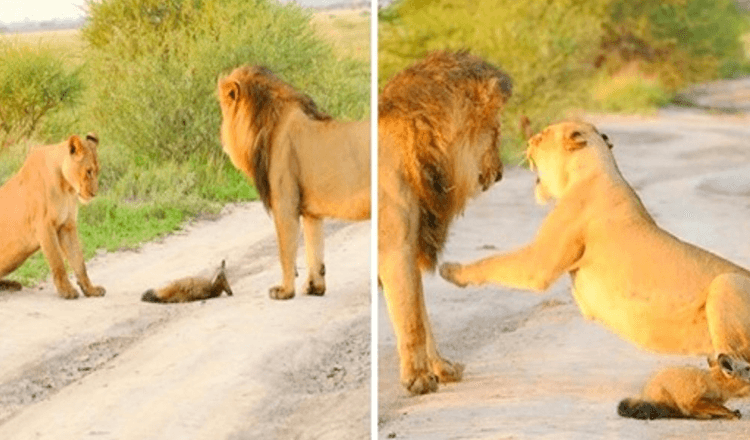 Leoa adota um filhote de raposa ferido e o salva de ser comido por um leão faminto