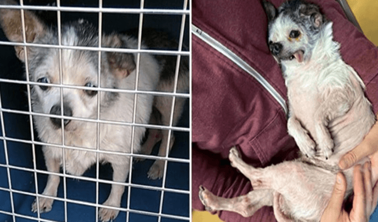 Cachorro idoso negligenciado por anos foi jogado na frente de um abrigo no meio da noite
