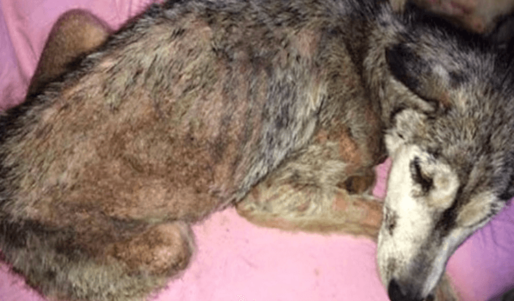 Cão foi abusado e jogado fora na estrada movimentada, mas ela não estava sozinha