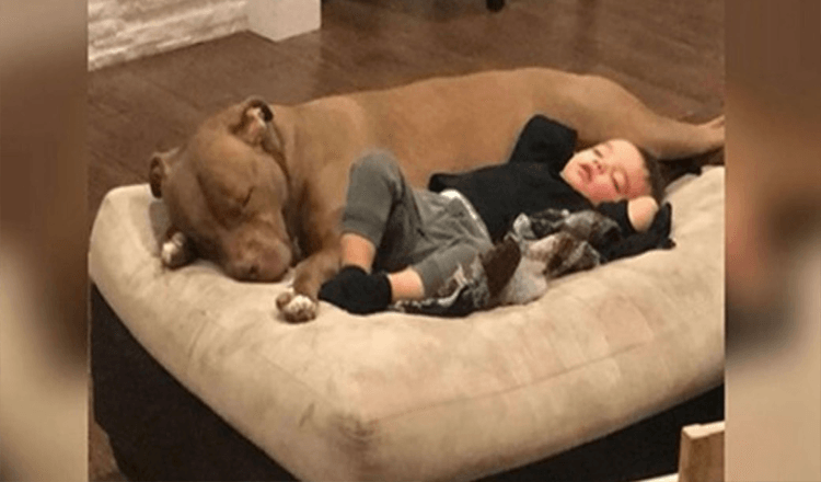 Garotinho fica gripado e só quer que seu cão de resgate o conforte
