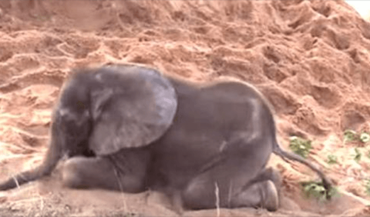 Elefante bebê doente estava morrendo depois que seu rebanho o rejeitou, faz um amigo improvável