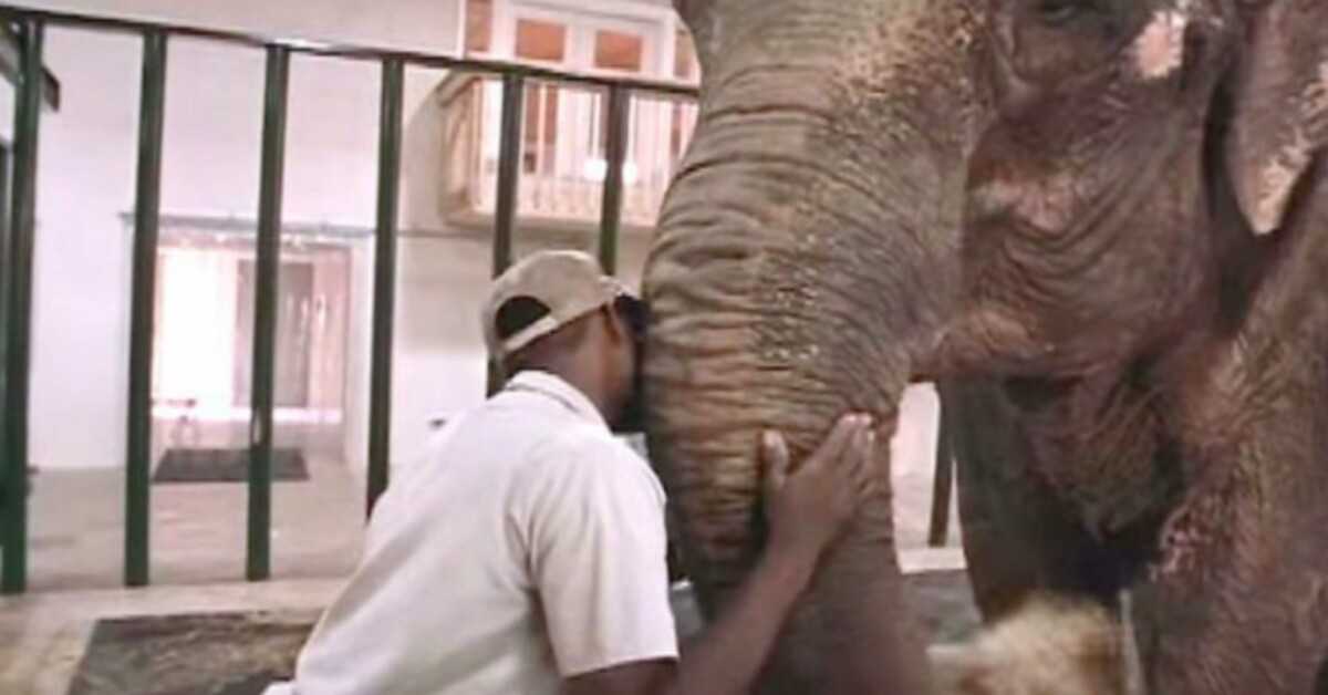 Funcionário do zoológico liberta elefante após 22 anos sozinho em cativeiro