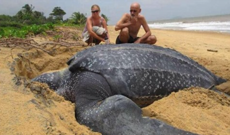 A maior tartaruga marinha do mundo emerge do mar e é fascinante