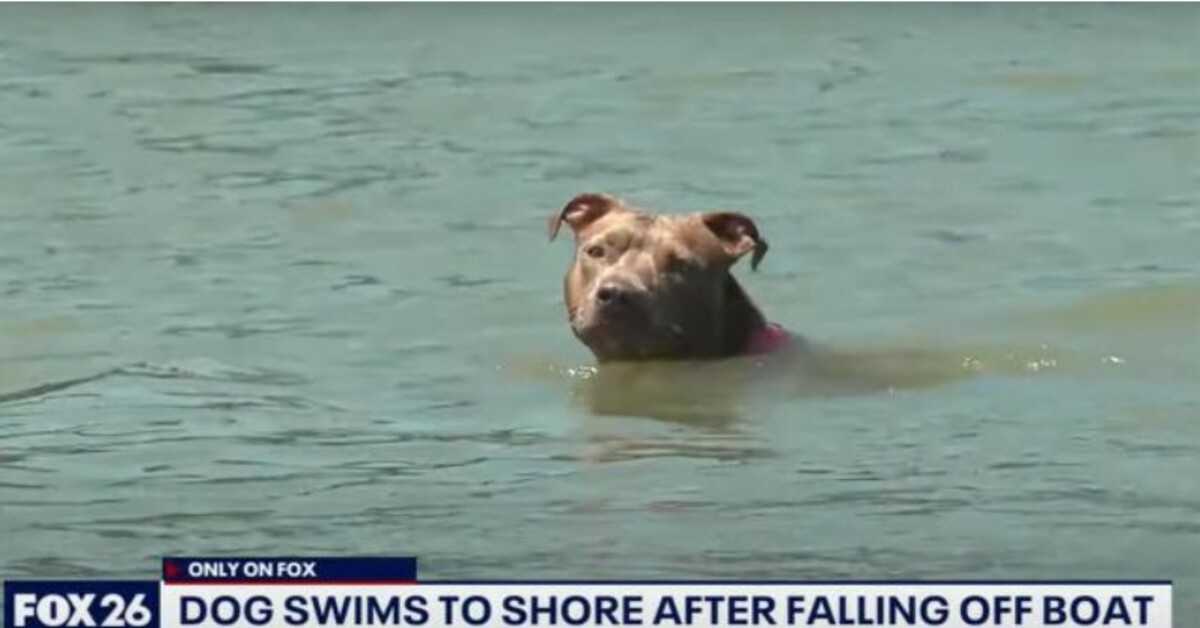 Cachorro que caiu de barco de pesca de camarão é encontrado vivo dias depois, após nadar 10 quilômetros até a costa