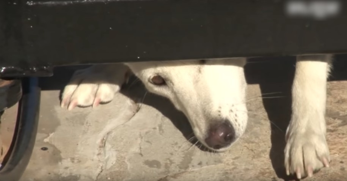Cachorro mal-amado rasteja sob o portão pedindo um lar, mas a esposa não cede