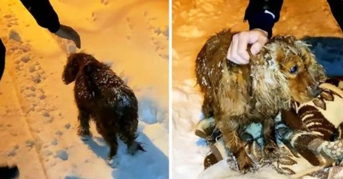 Cão deixado para morrer no exterior na neve desce a estrada com a sua última força