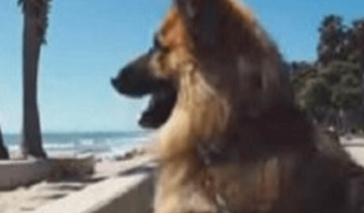 Um cão pastor alemão que passou cinco anos numa motosserra serrou o oceano pela primeira vez. A reacção é grande