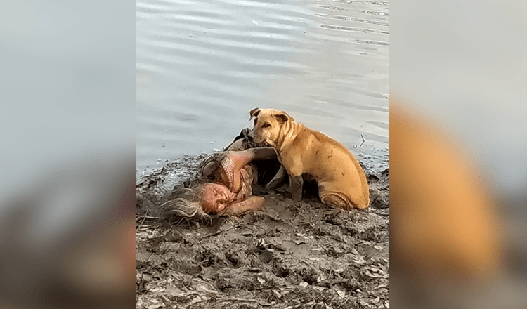 O Cão Raio Encontra e Protege Mulher Idosa Cega Junto ao Rio