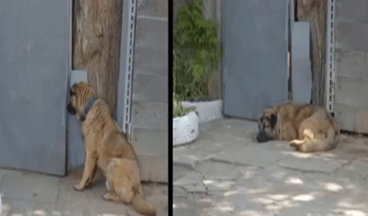 O cão recusa-se a deixar o portão depois de o dono o expulsar por ser demasiado “bondoso