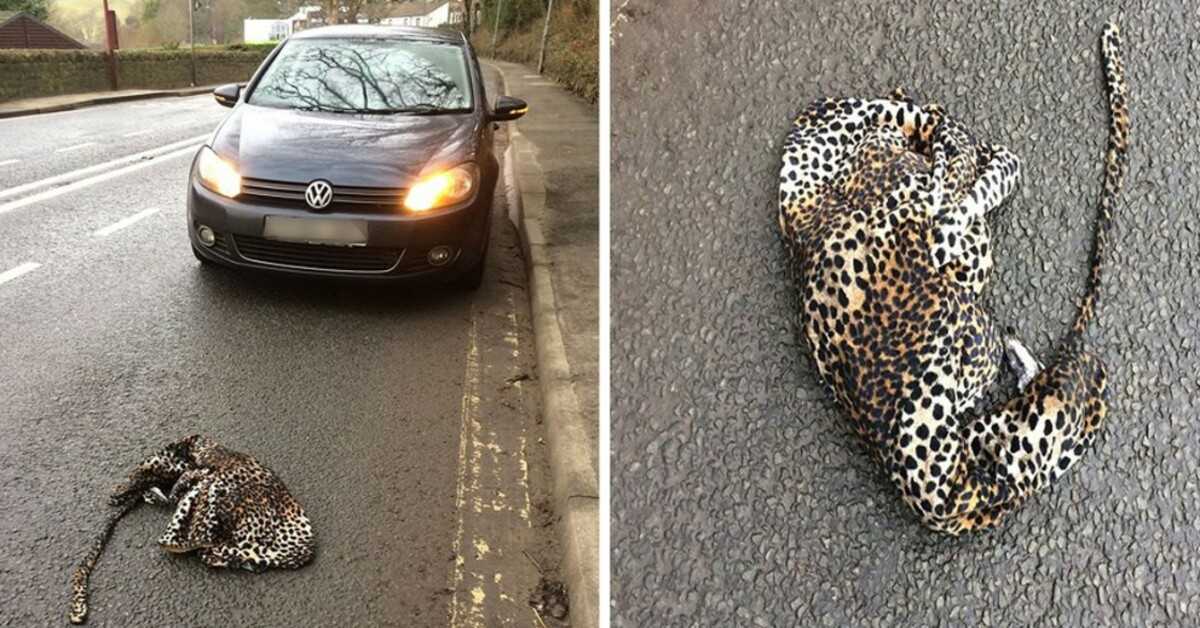 Homem pára o seu carro com medo de ajudar o leopardo ferido na estrada