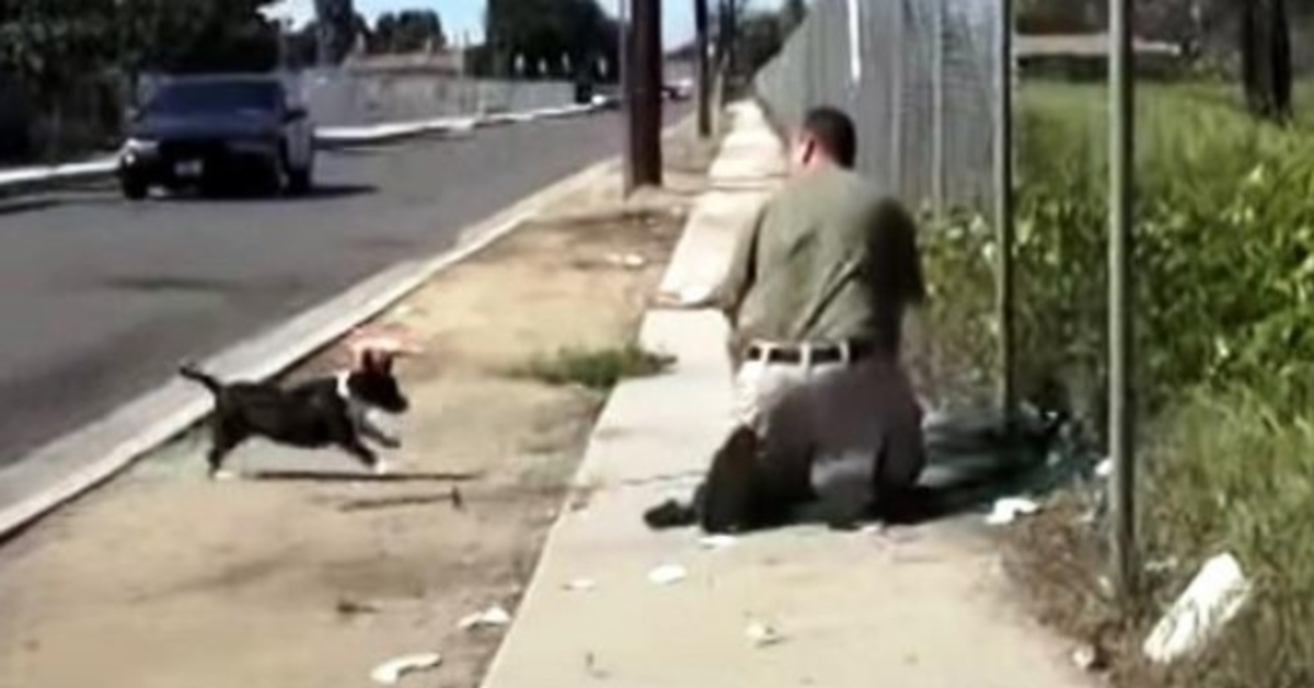 A Mamã Cão de Raios passa-se quando ela vê um homem a prender o seu único cachorro numa rede