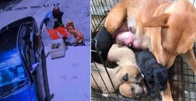 Cão-mãe doente pede ao homem que não a abandone e aos seus cachorros recém-nascidos numa filmagem de partir o coração
