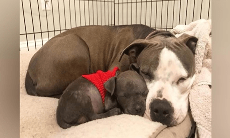 Pit Bull devastado finalmente encontra amor com cachorro órfão depois de ter perdido o seu