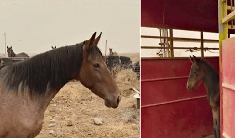 Cavalo selvagem temeroso arrisca a sua liberdade para trazer de volta o bebé que ela perdeu