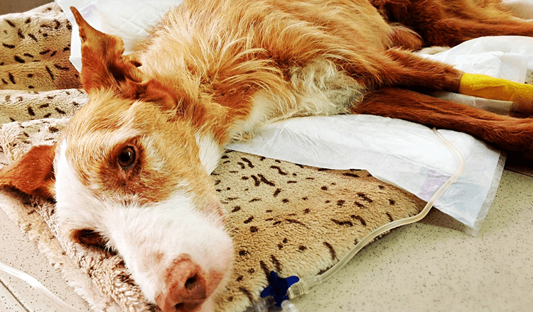 Cão de Raça Rara Negligenciado e Abusado e Depois Deixou-a a Morrer Sozinha