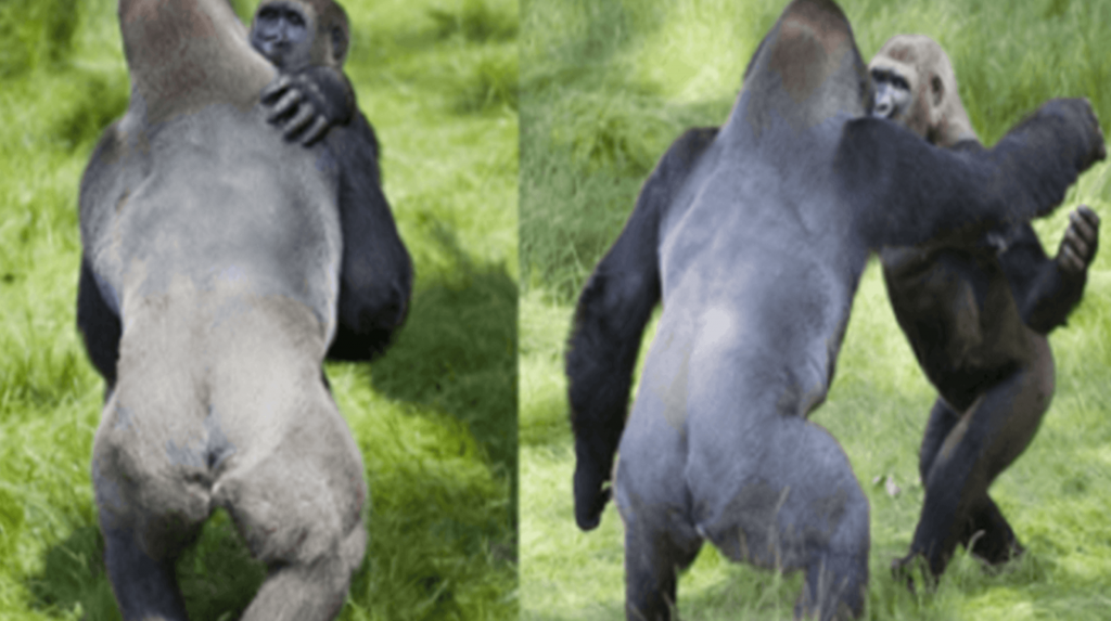 Momento Tocante de Dois Gorilas Abraçadas que se Reúnem após 3 Anos de Separação