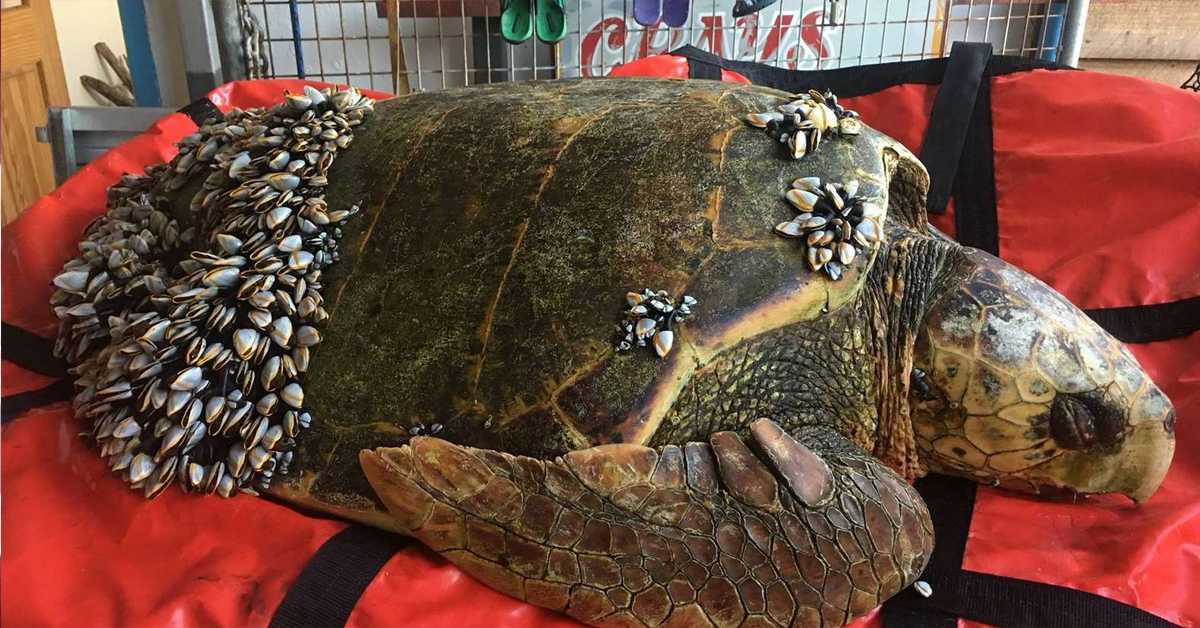 Pescador encontra tartaruga a flutuar na água com cracas a cobrir todo o seu corpo