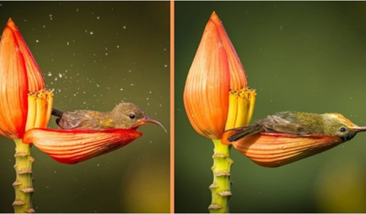 Fotógrafo capta pássaro minúsculo usando uma pétala florida como a sua banheira