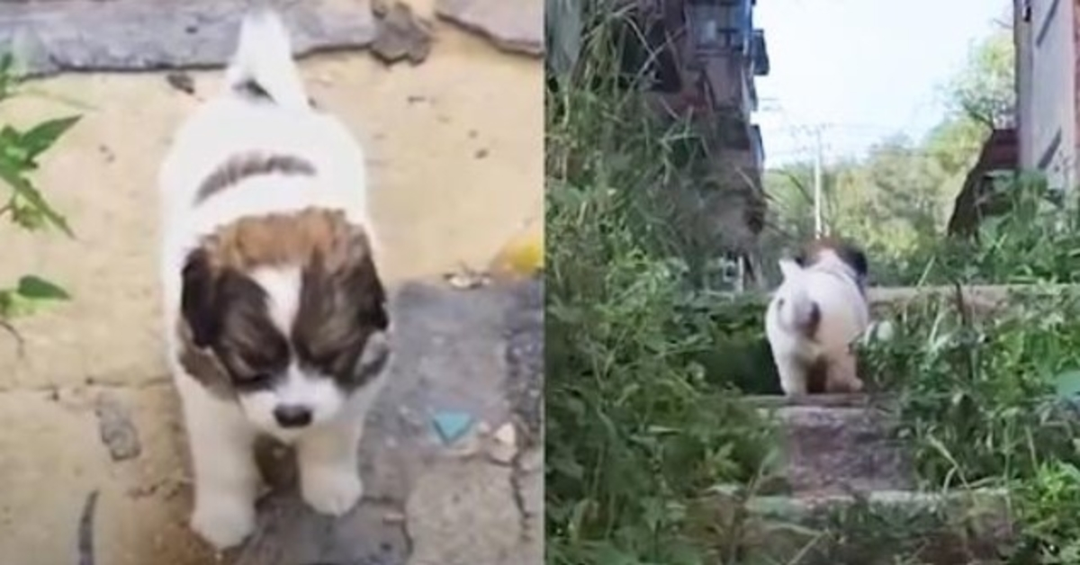 Cachorro de rua pede fortemente aos socorristas que o sigam até um edifício abandonado