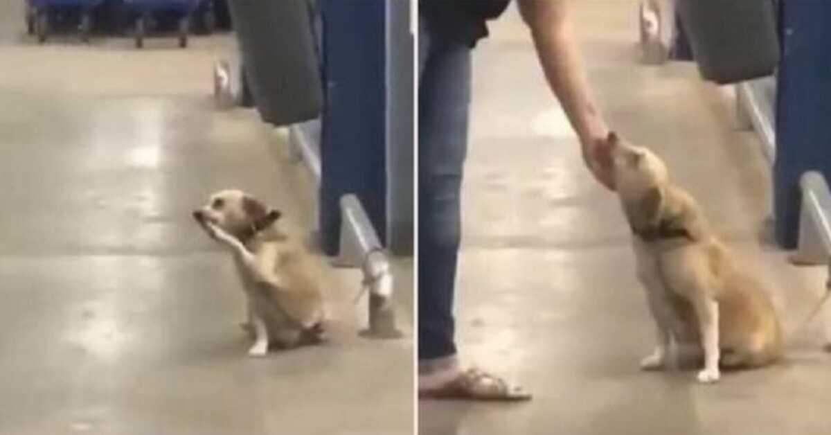 Abandonado pelo dono no portão do supermercado, pobre cão ‘abana’ a cada transeunte para rezar pela adopção
