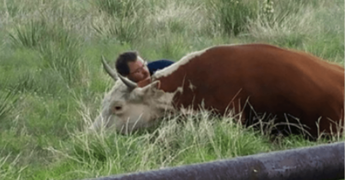 Homem Apanhado em Câmara Consolador de Vaca em Aflição Depois de Ela Perder o Bezerro