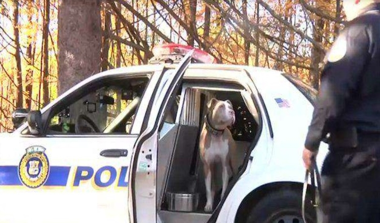 O primeiro cão da polícia de Pit Bull de Nova Iorque está a quebrar estereótipos para a sua raça