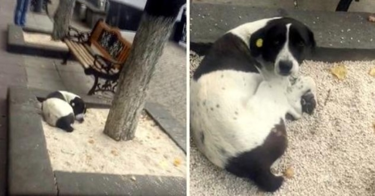Homem idoso vê o seu cão perdido num canteiro de árvore após 3 anos e chama o seu nome