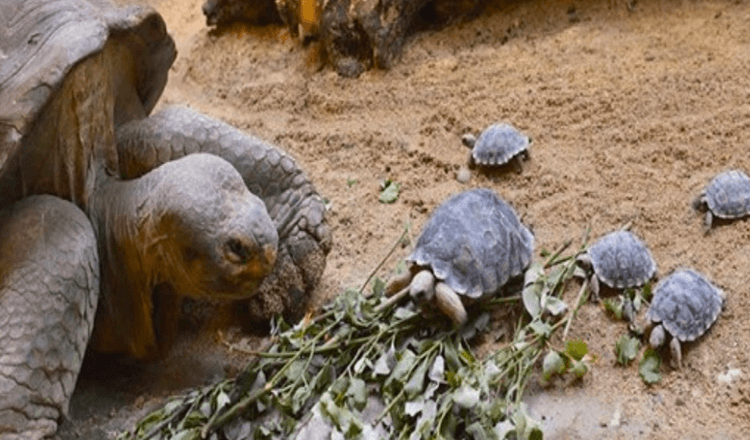 A tartaruga de 80 anos em perigo torna-se mãe pela primeira vez