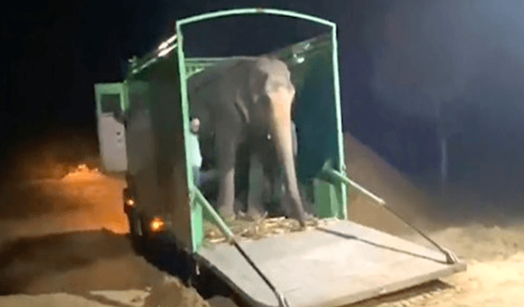 Elefante cego finalmente tem o seu primeiro gosto de liberdade após 46 anos de abuso em cativeiro
