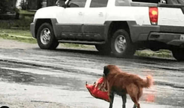 “O Cão Sem-Abrigo Carregou um Pacote nos Seus Dentes”: Naquele dia salvou um pouco de vida humana