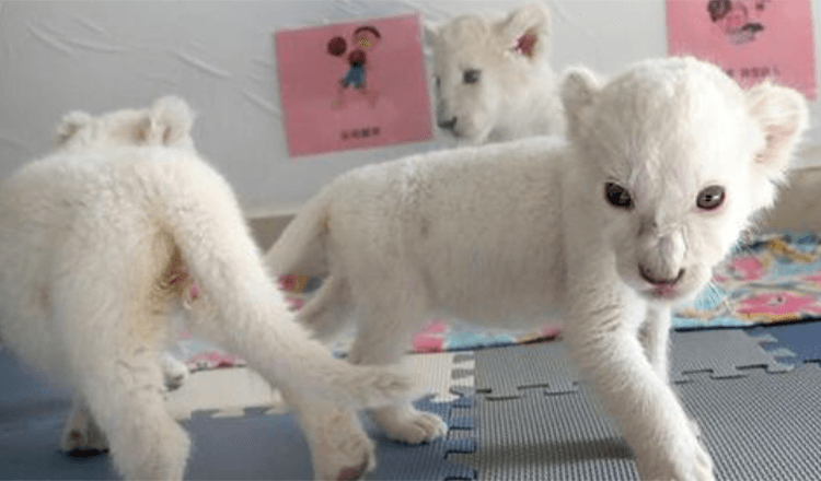 Quadrigêmeos de Leões Brancos Extremamente Raros Preparam-se para Conhecer o Público Pela Primeira Vez Depois de Nascer