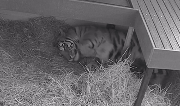 Tigre dá à luz 3 Cubos no Zoológico de Toronto após 104 dias de Gravidez: Ela é uma Mãe Exemplar