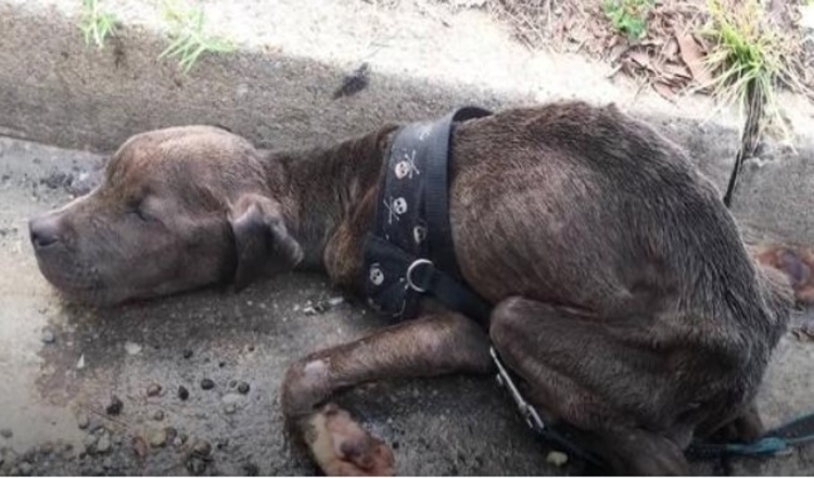 Cachorro de Pit Bull à Fome Encontrado a Morrer na Caleira Tão Feliz Agora