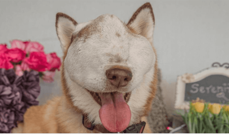 Um Cão com Tumor Intratável Mostra a Sua Beleza